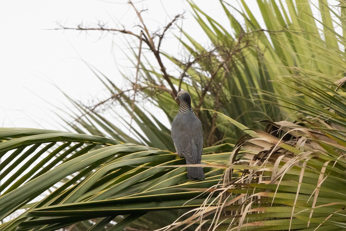 White-crowned Pigeon - ML592679351