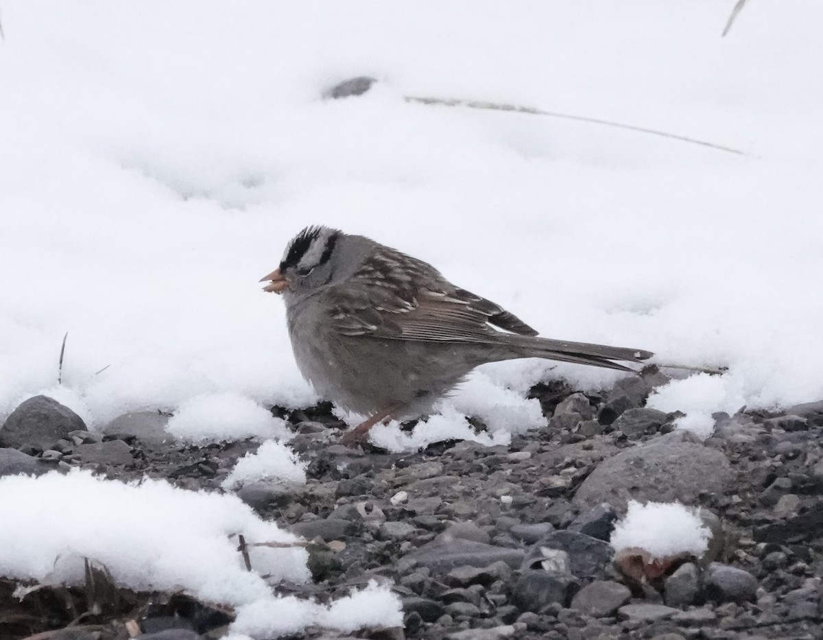 White-crowned Sparrow - ML592680971