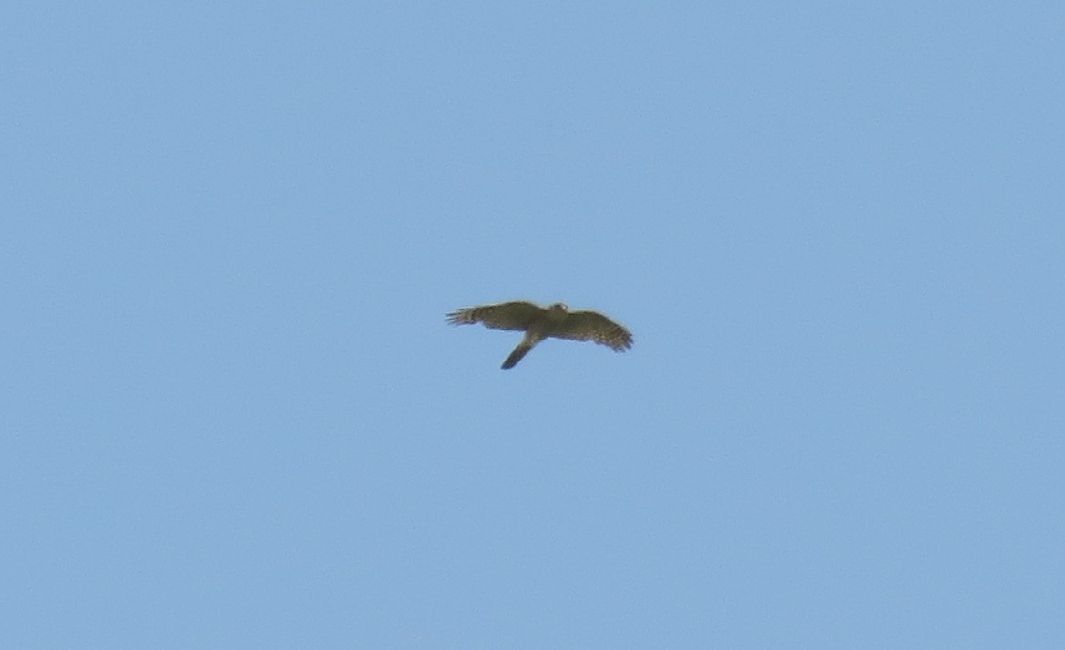 Eurasian Sparrowhawk - ML592686331