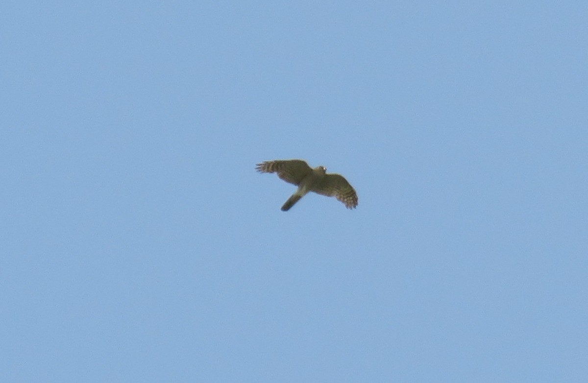 Eurasian Sparrowhawk - ML592686421