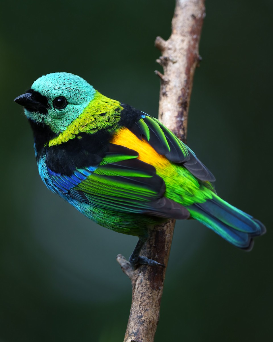 Green-headed Tanager - ML592691191