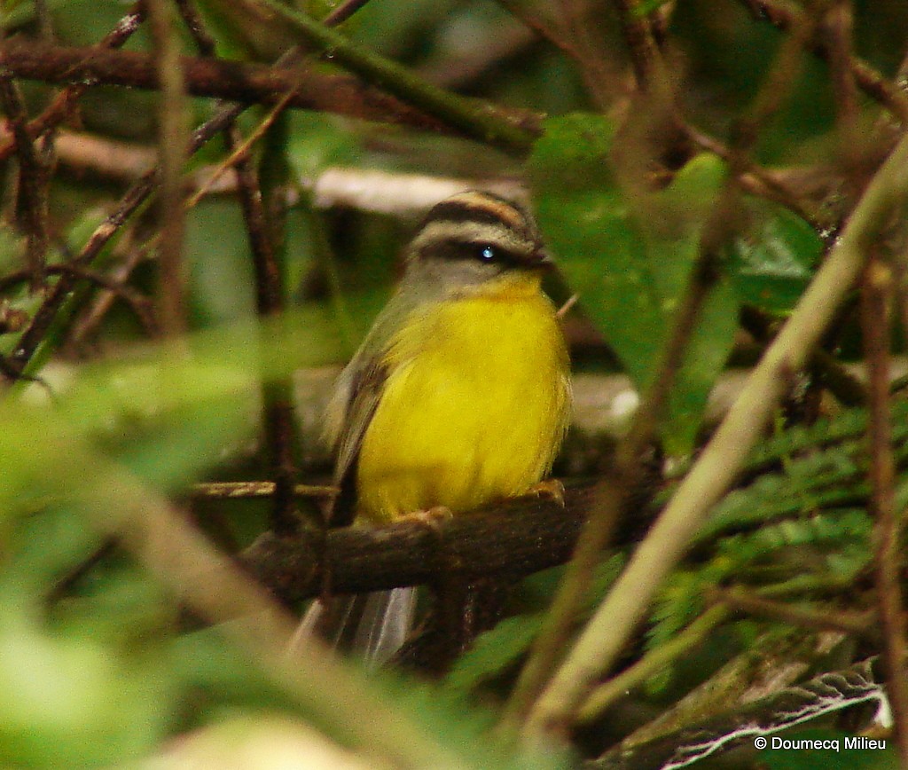 Golden-crowned Warbler - ML59269161