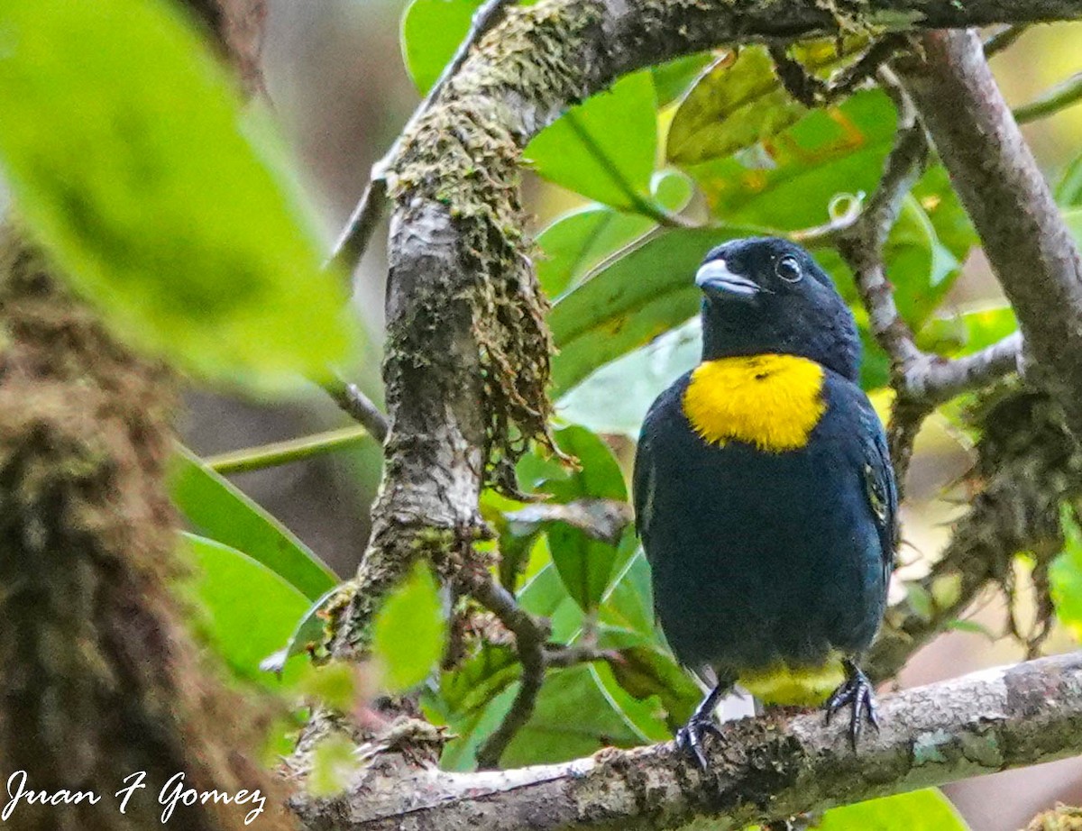 Golden-chested Tanager - ML592691671