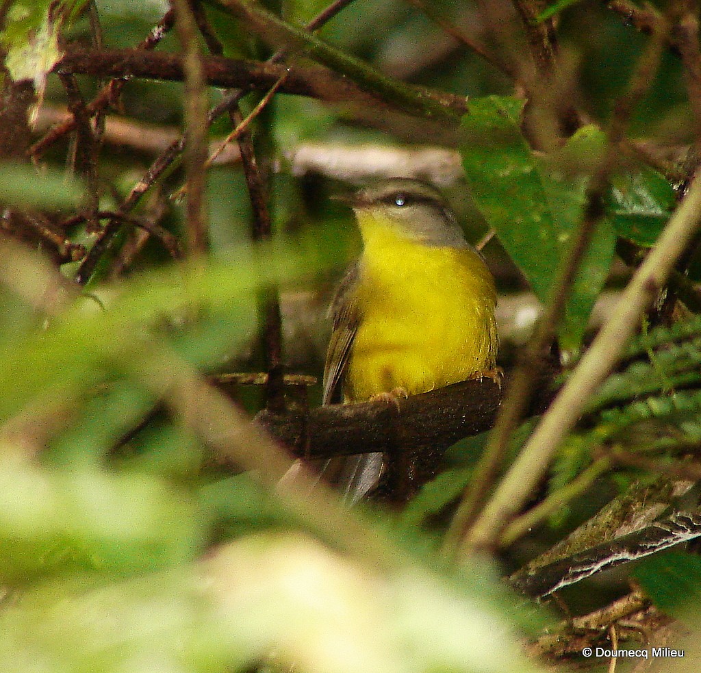 Golden-crowned Warbler - ML59269171