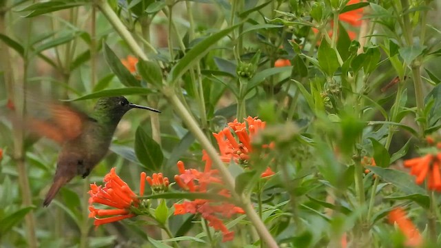 Berylline Hummingbird - ML592693441