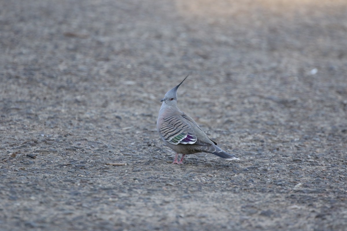 Crested Pigeon - ML592695291