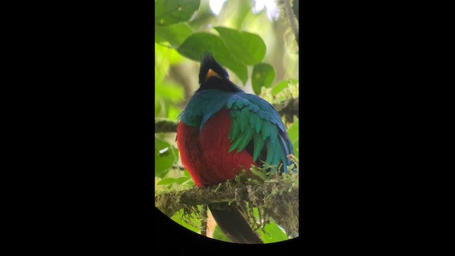 Quetzal Guatemalteco - ML592695481