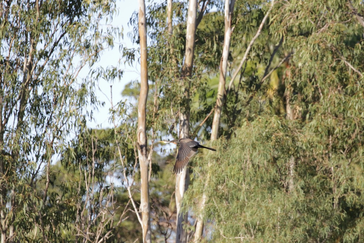 Austral-Schlangenhalsvogel - ML592696071