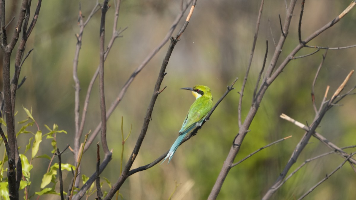 Swallow-tailed Bee-eater - ML592696301