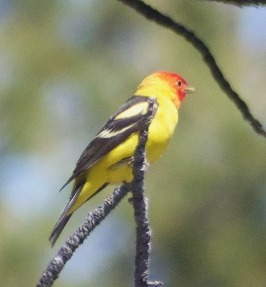 Western Tanager - ML592697421