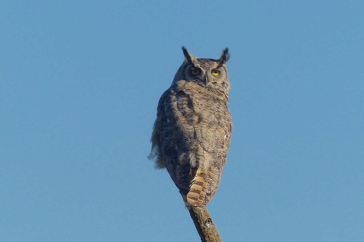 Great Horned Owl - D Krajnovich