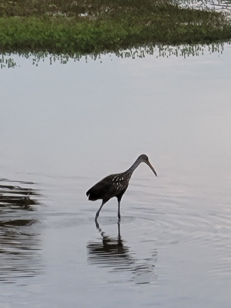 Ebird Checklist Jul Middle Creek Wma Iba Lebanon Co