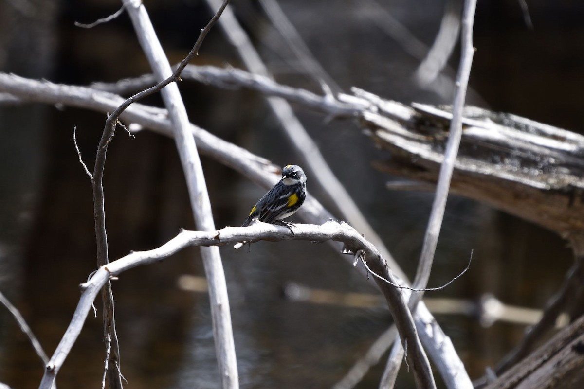 Yellow-rumped Warbler - ML592702181