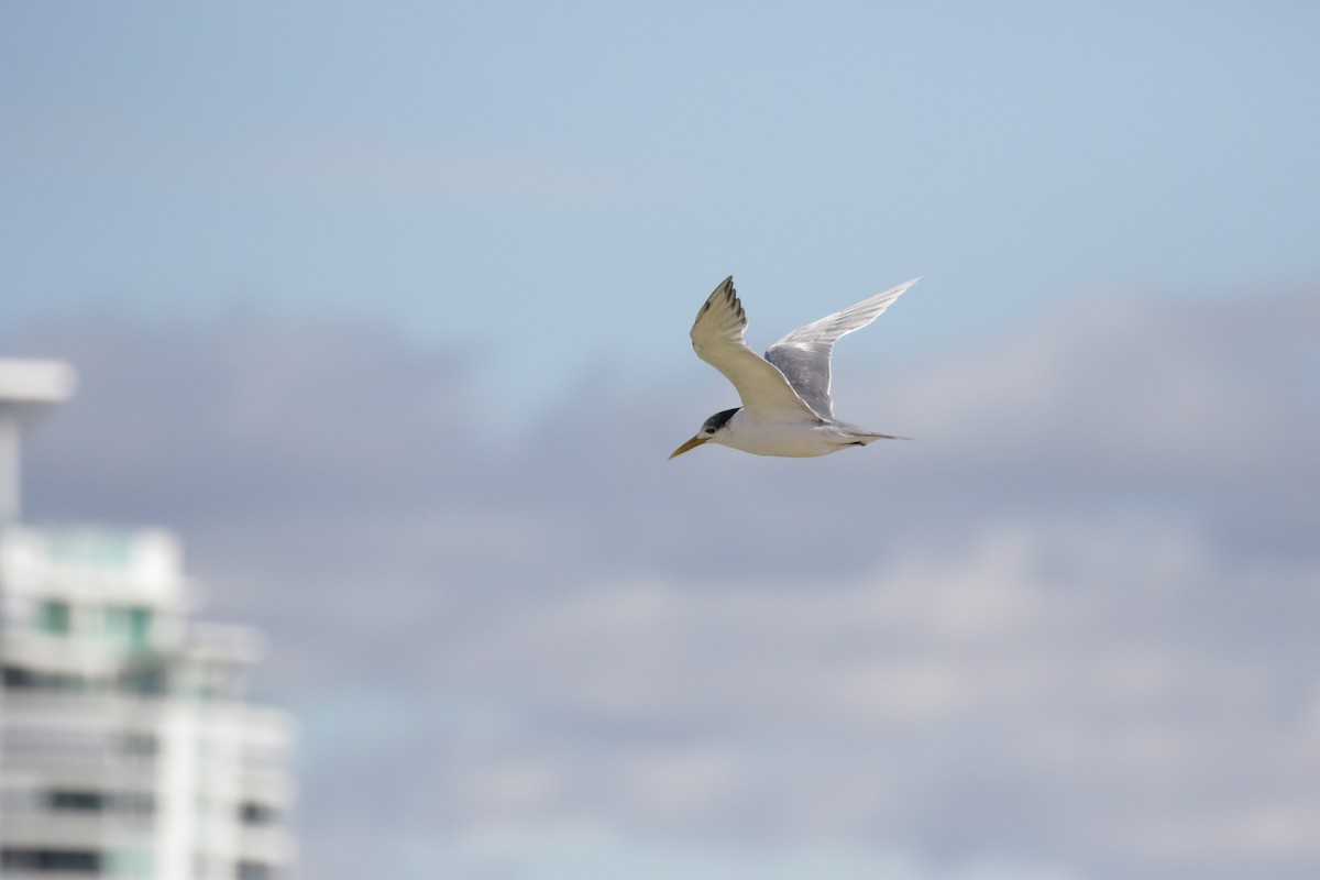 Great Crested Tern - ML592704141