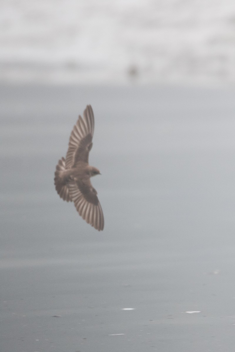 Northern Rough-winged Swallow - ML592706491