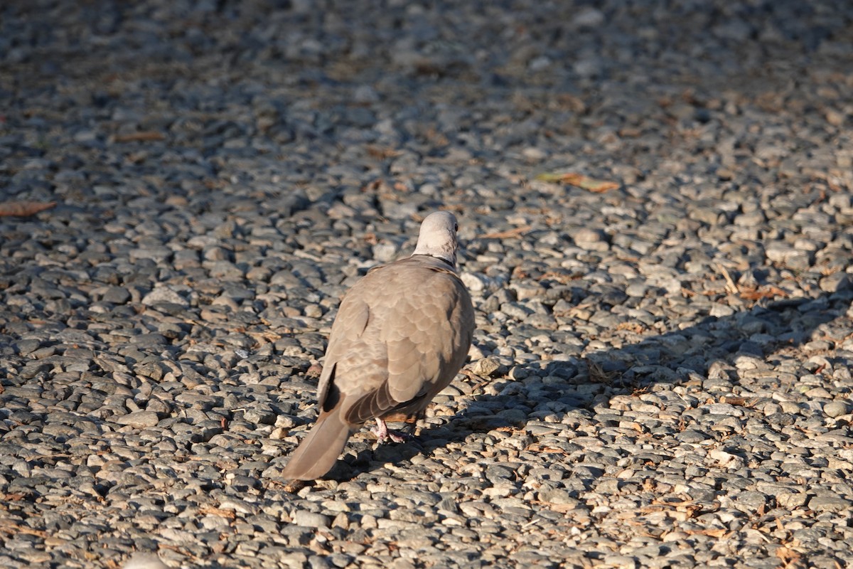Eurasian Collared-Dove - ML592707031