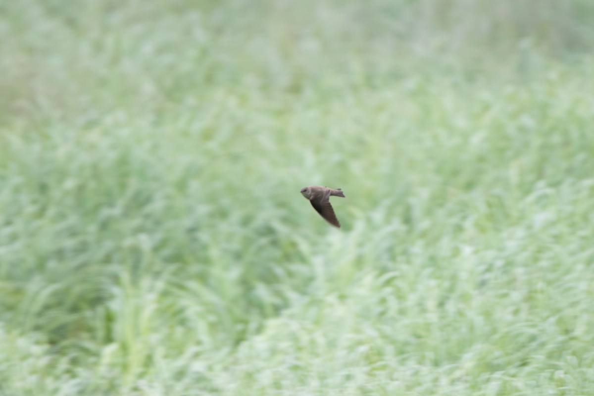 Northern Rough-winged Swallow - Josh Parks