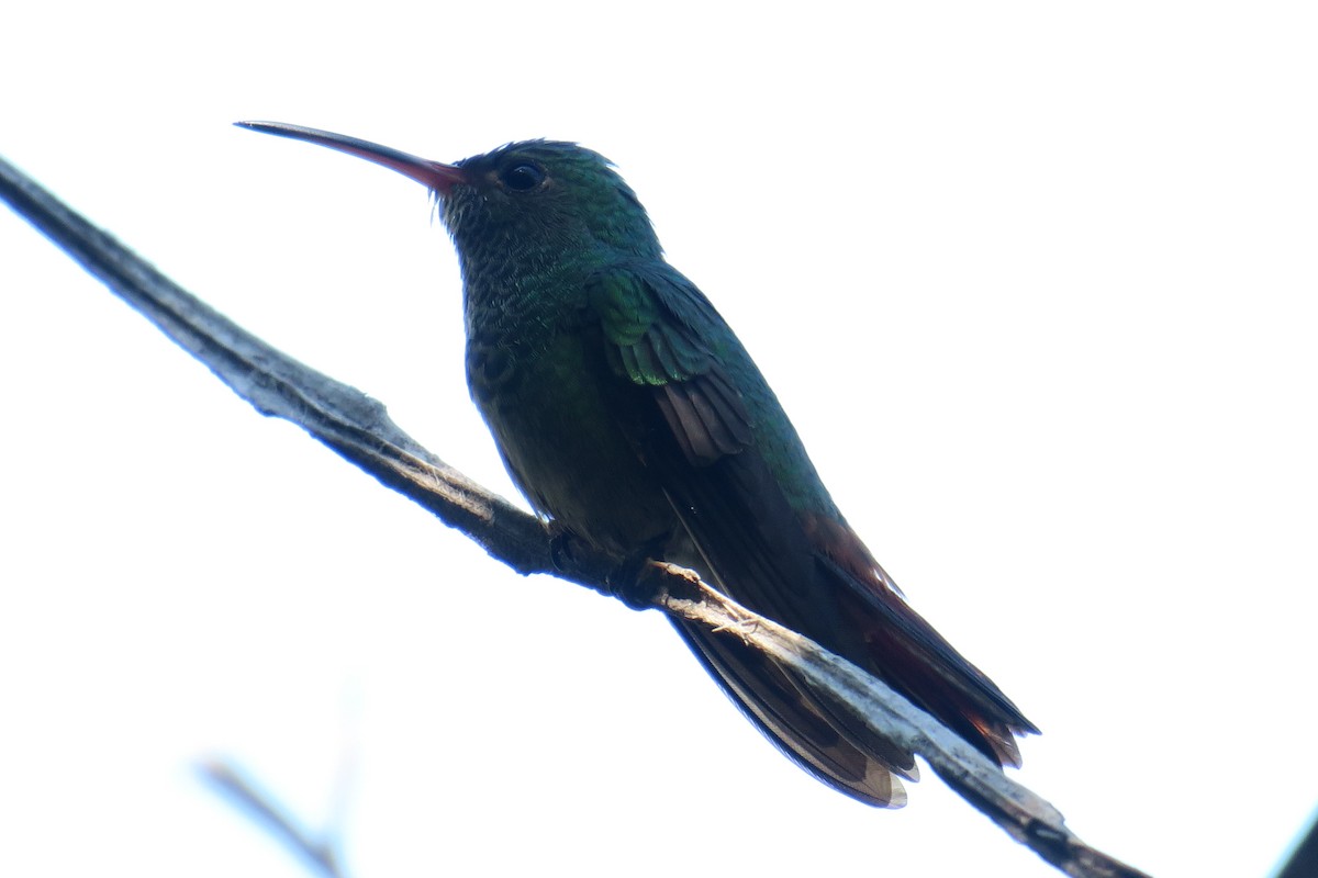 Rufous-tailed Hummingbird - ML592708801