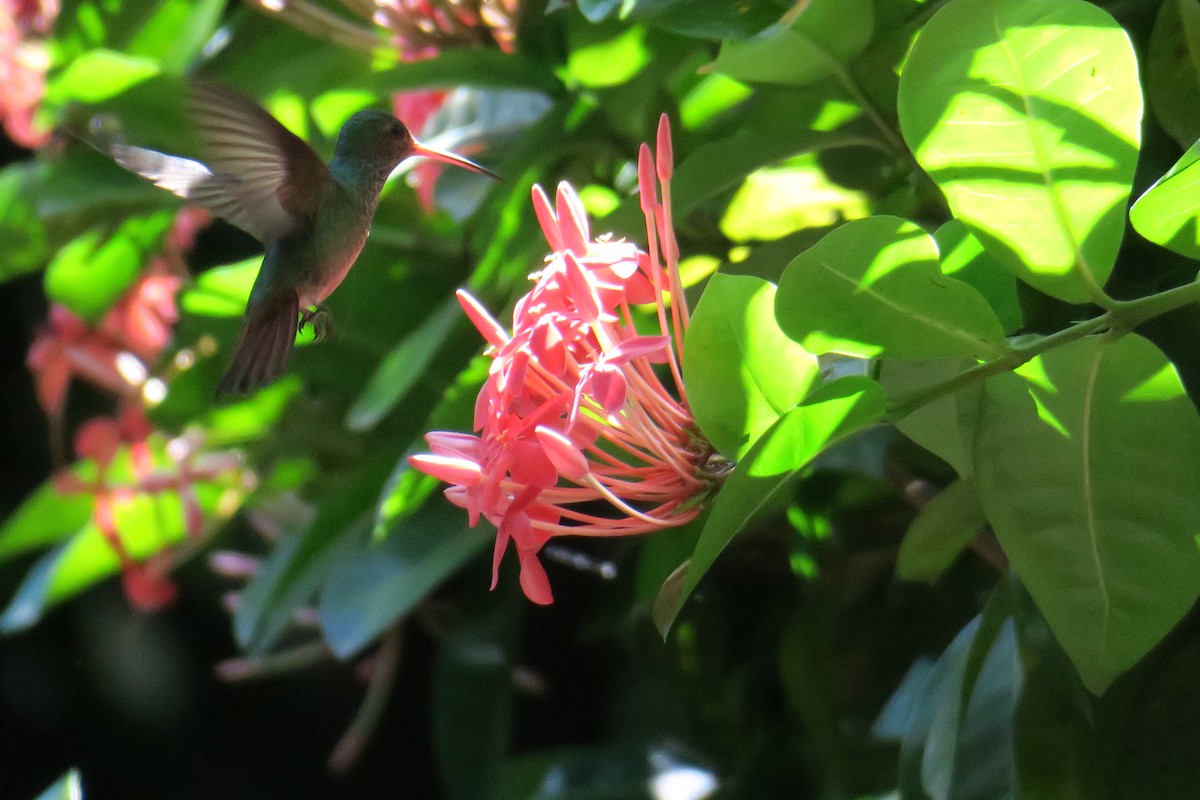 Rufous-tailed Hummingbird - ML592708811