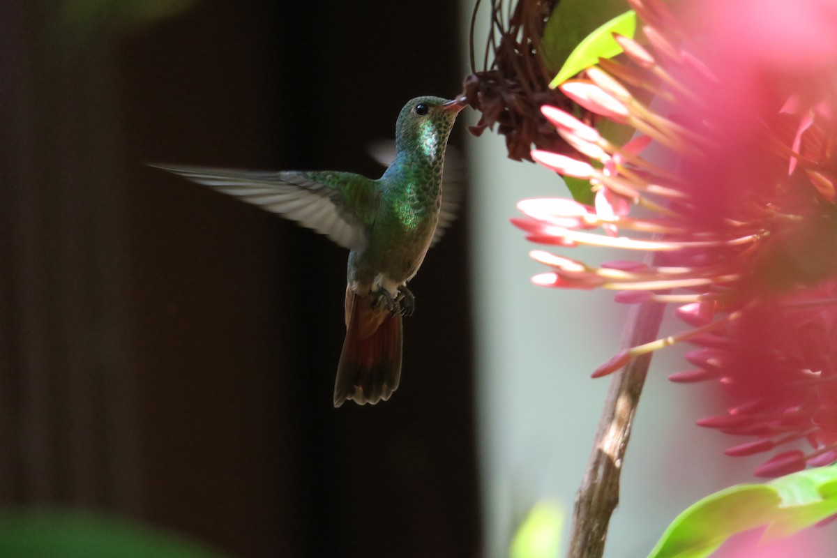 Rufous-tailed Hummingbird - Rishi Palit