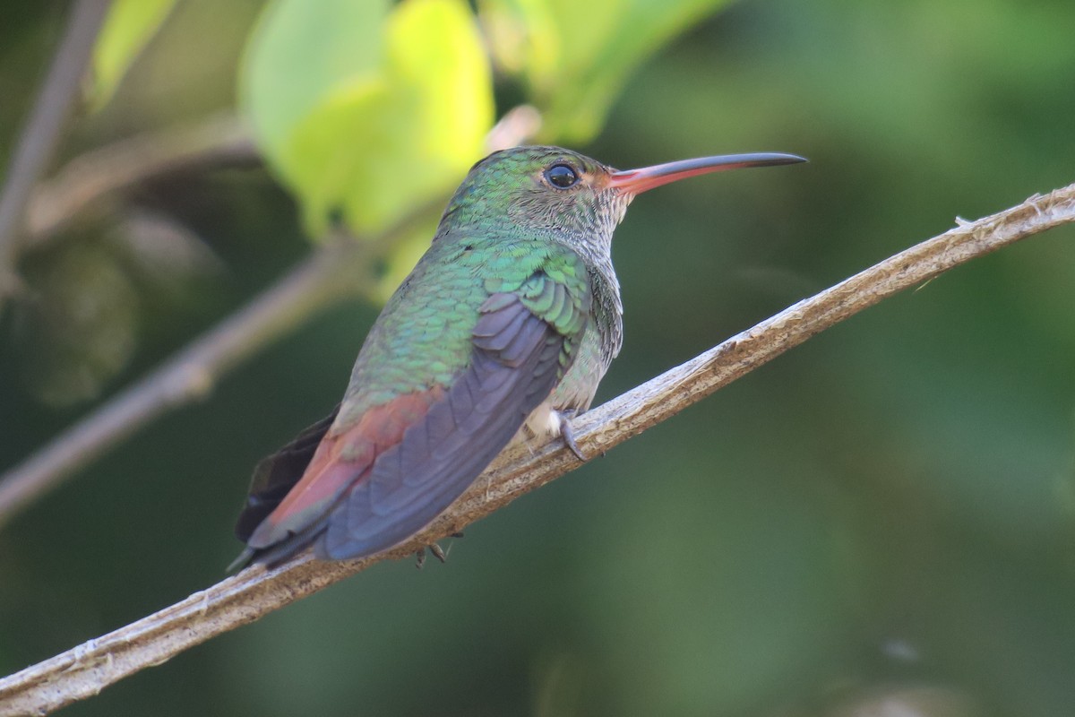 Rufous-tailed Hummingbird - ML592708921
