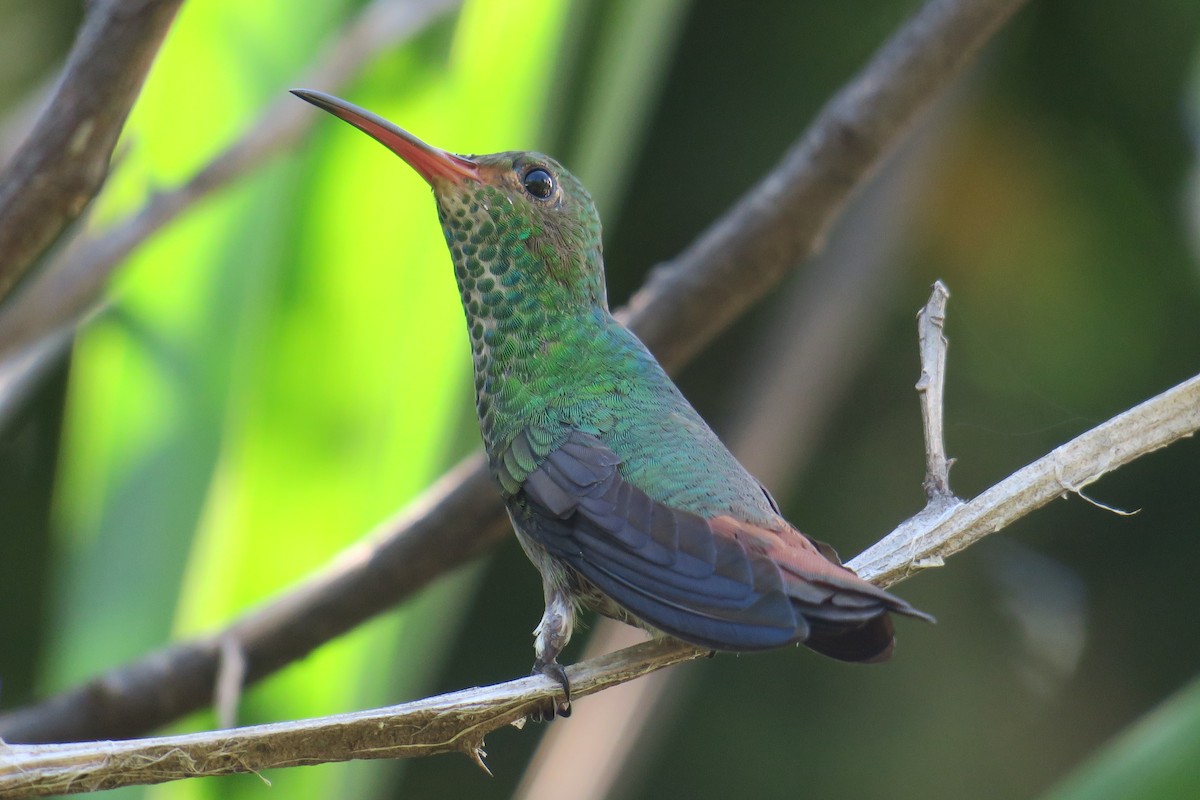 Rufous-tailed Hummingbird - Rishi Palit