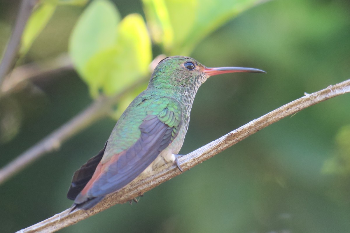 Rufous-tailed Hummingbird - ML592708941