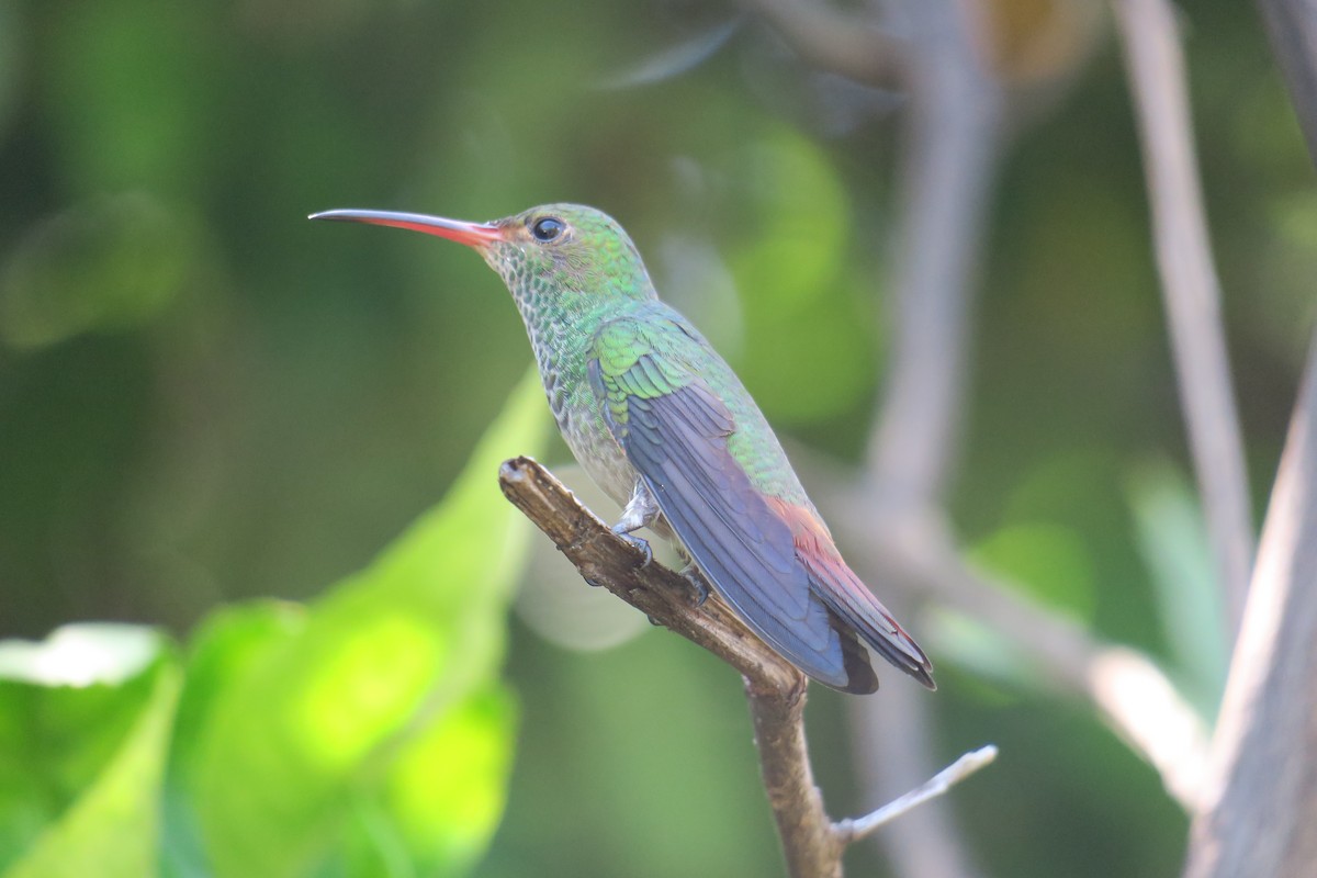 Rufous-tailed Hummingbird - ML592708961
