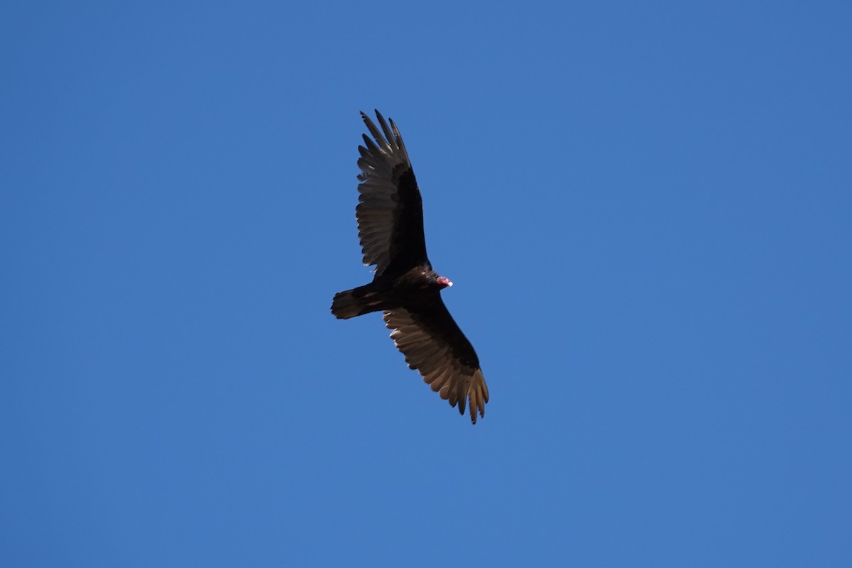 Turkey Vulture - ML592710101