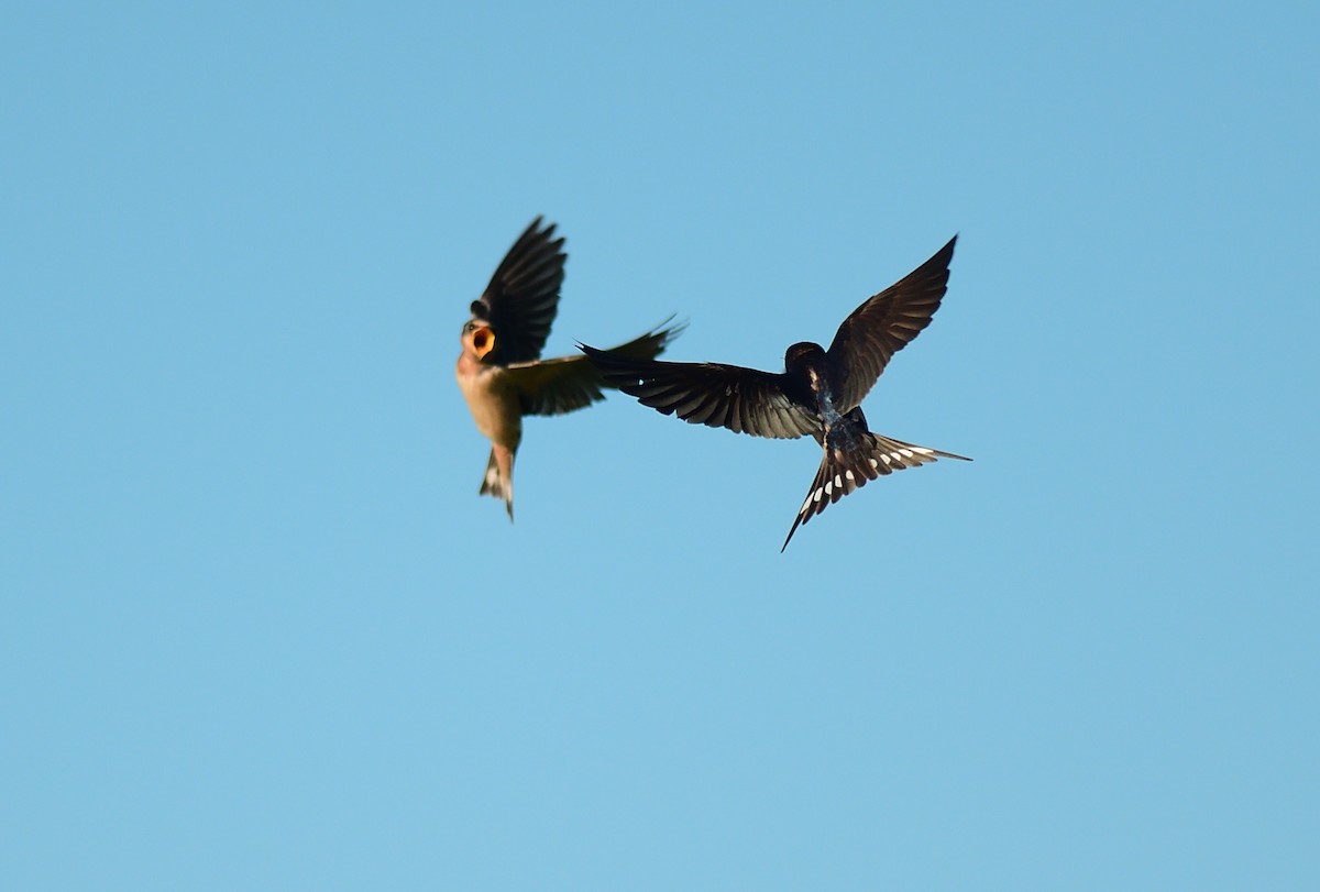 Barn Swallow (American) - ML592711761