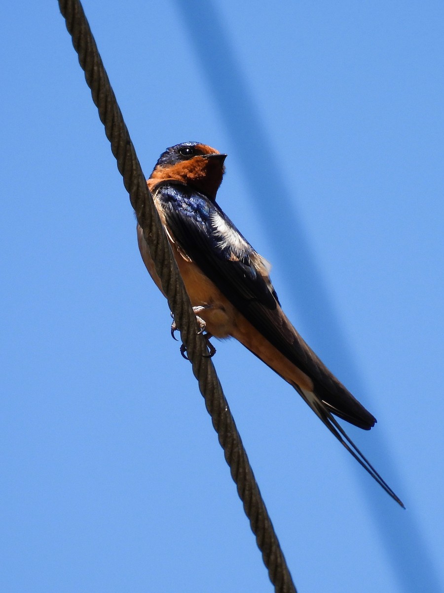 Barn Swallow - ML592714071