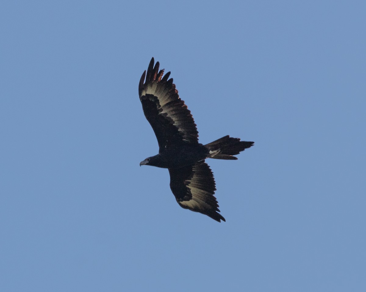 Wedge-tailed Eagle - ML592715381