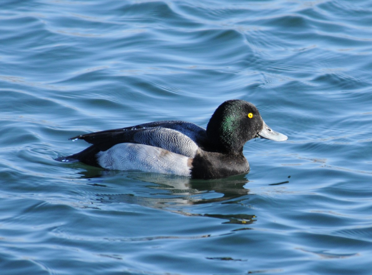 Greater Scaup - ML59271551