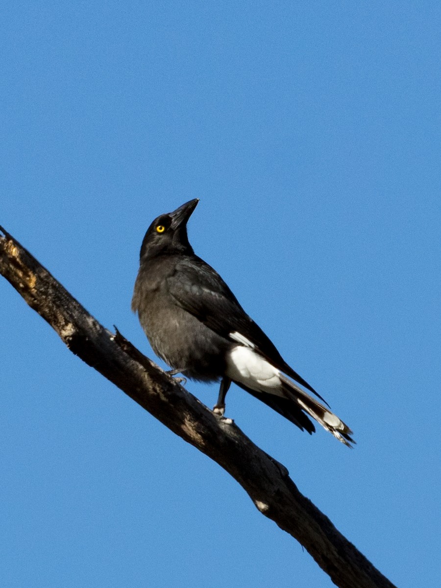 Pied Currawong - ML592719041