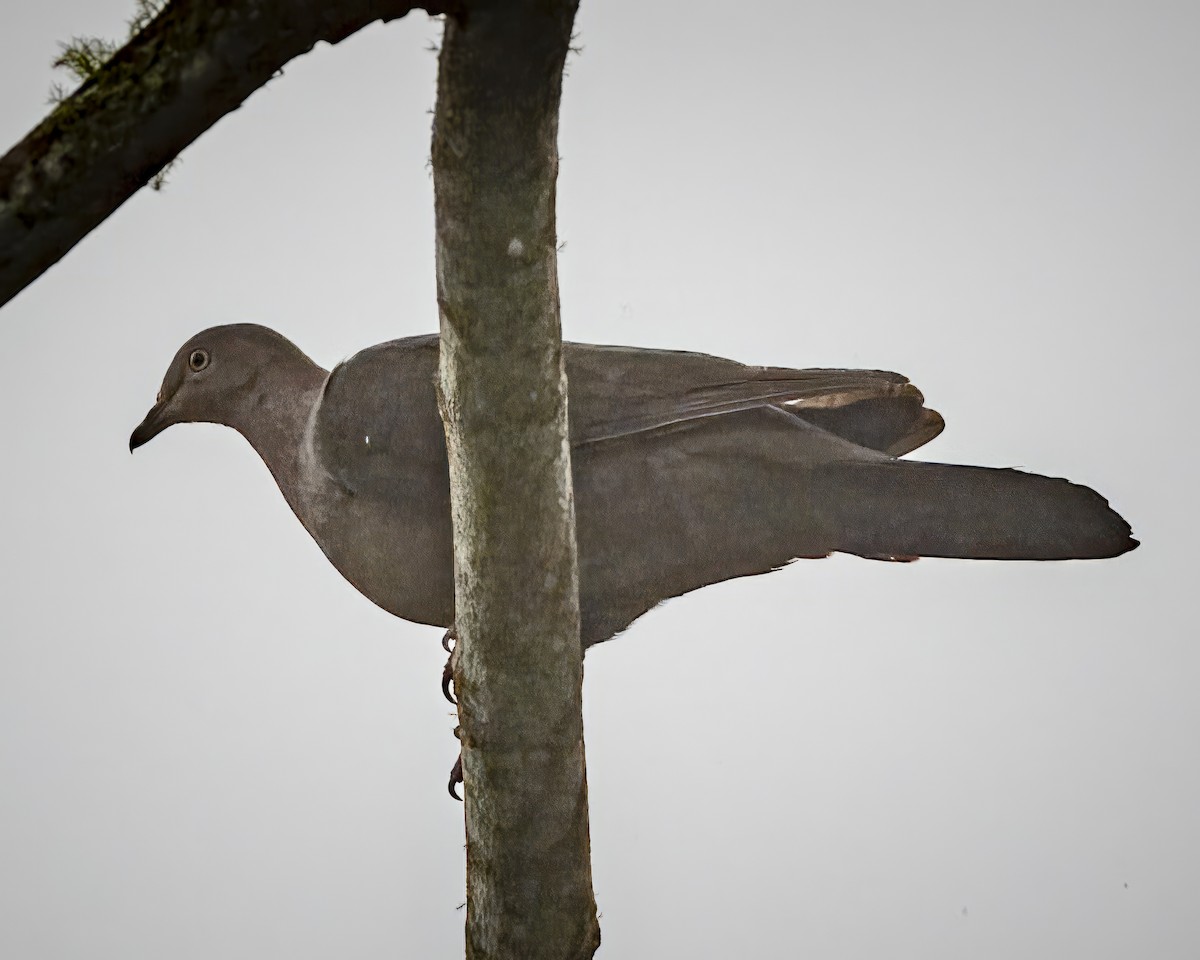 holub šedorůžový - ML592721031