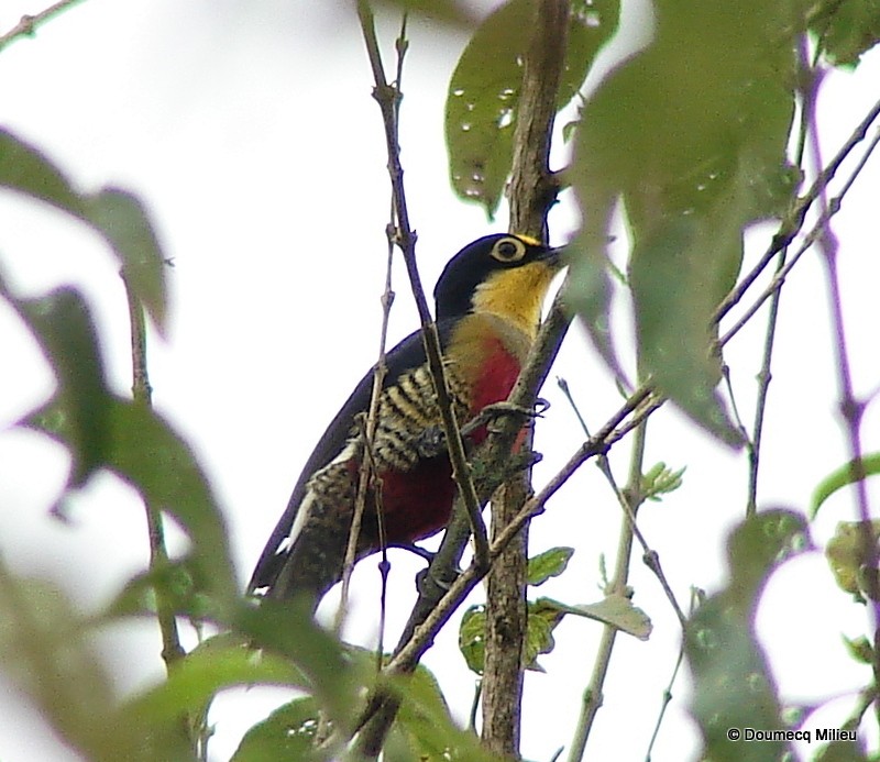 Yellow-fronted Woodpecker - Ricardo  Doumecq Milieu