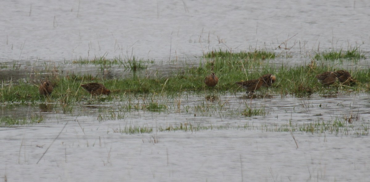 Long-billed Dowitcher - ML59272371