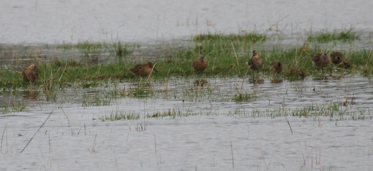 Long-billed Dowitcher - ML59272391