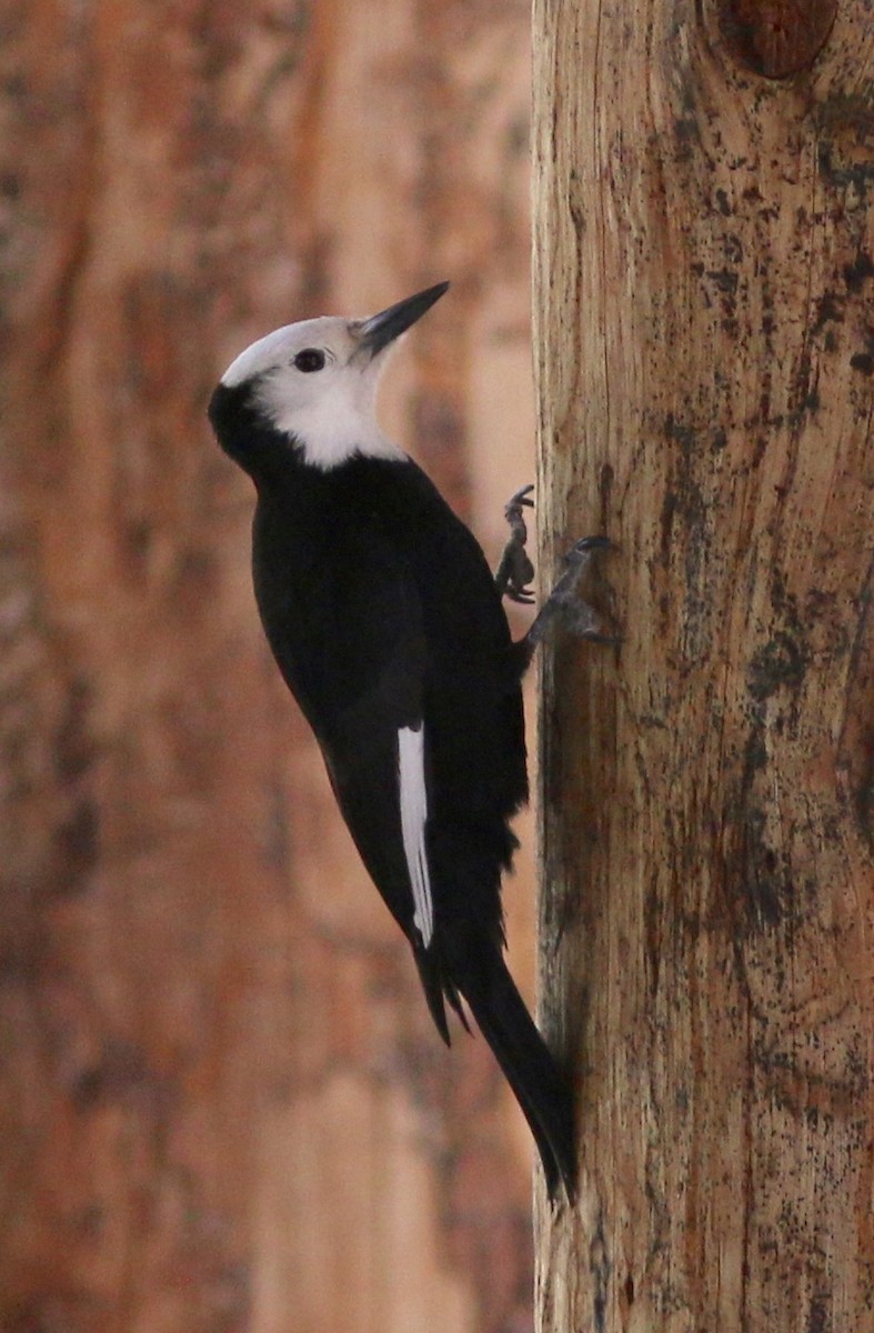 White-headed Woodpecker - ML59272441
