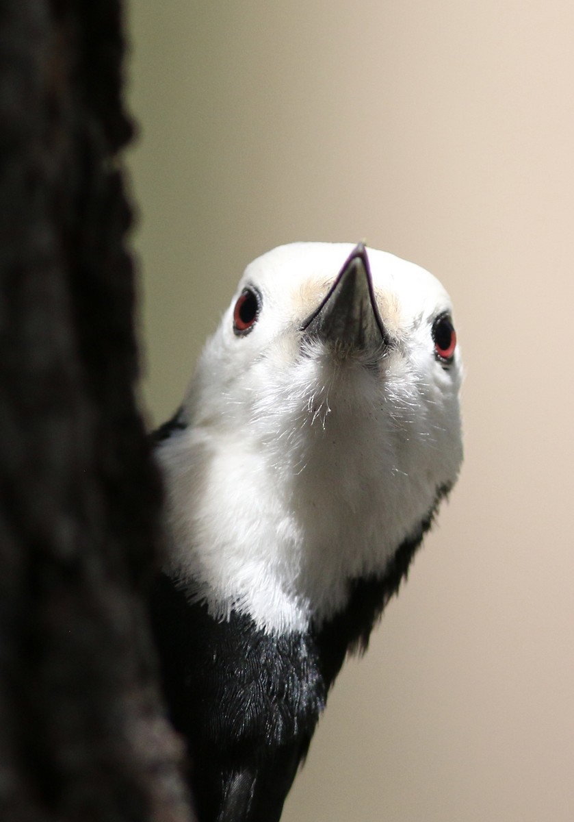 White-headed Woodpecker - ML59272481