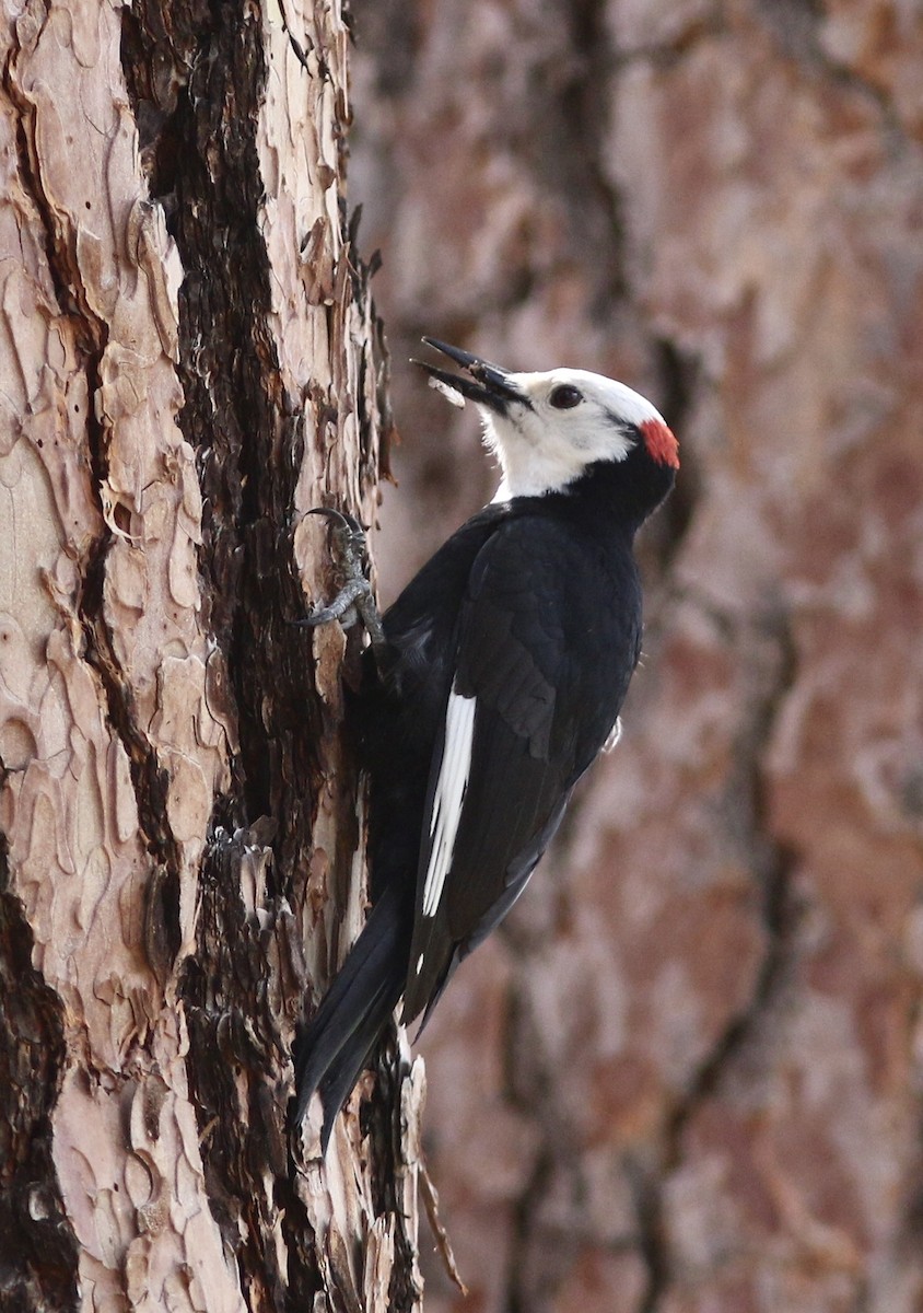 White-headed Woodpecker - ML59272501