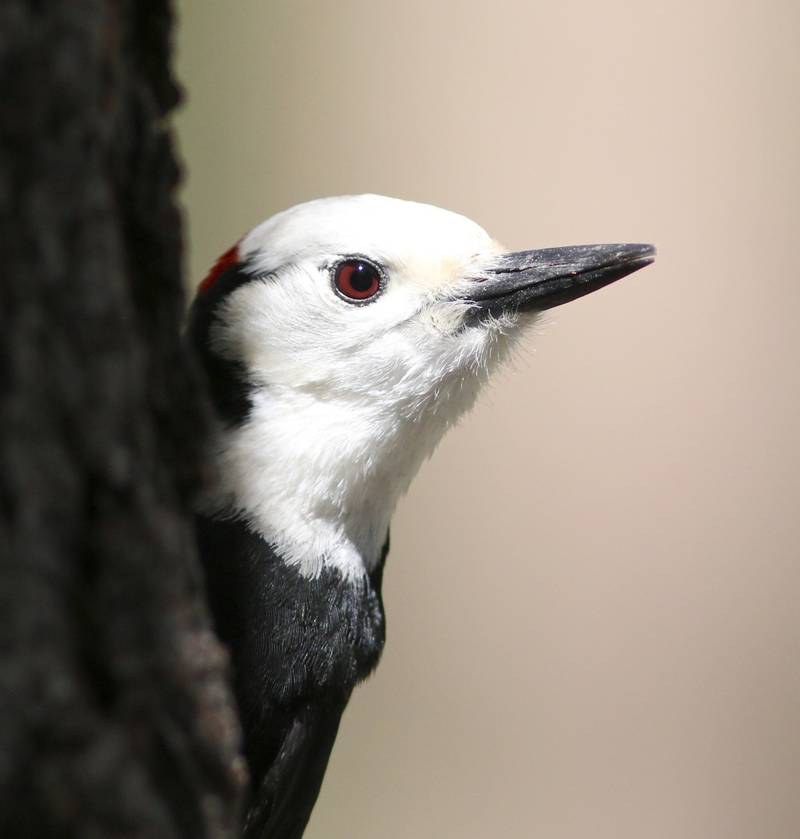 White-headed Woodpecker - ML59272511