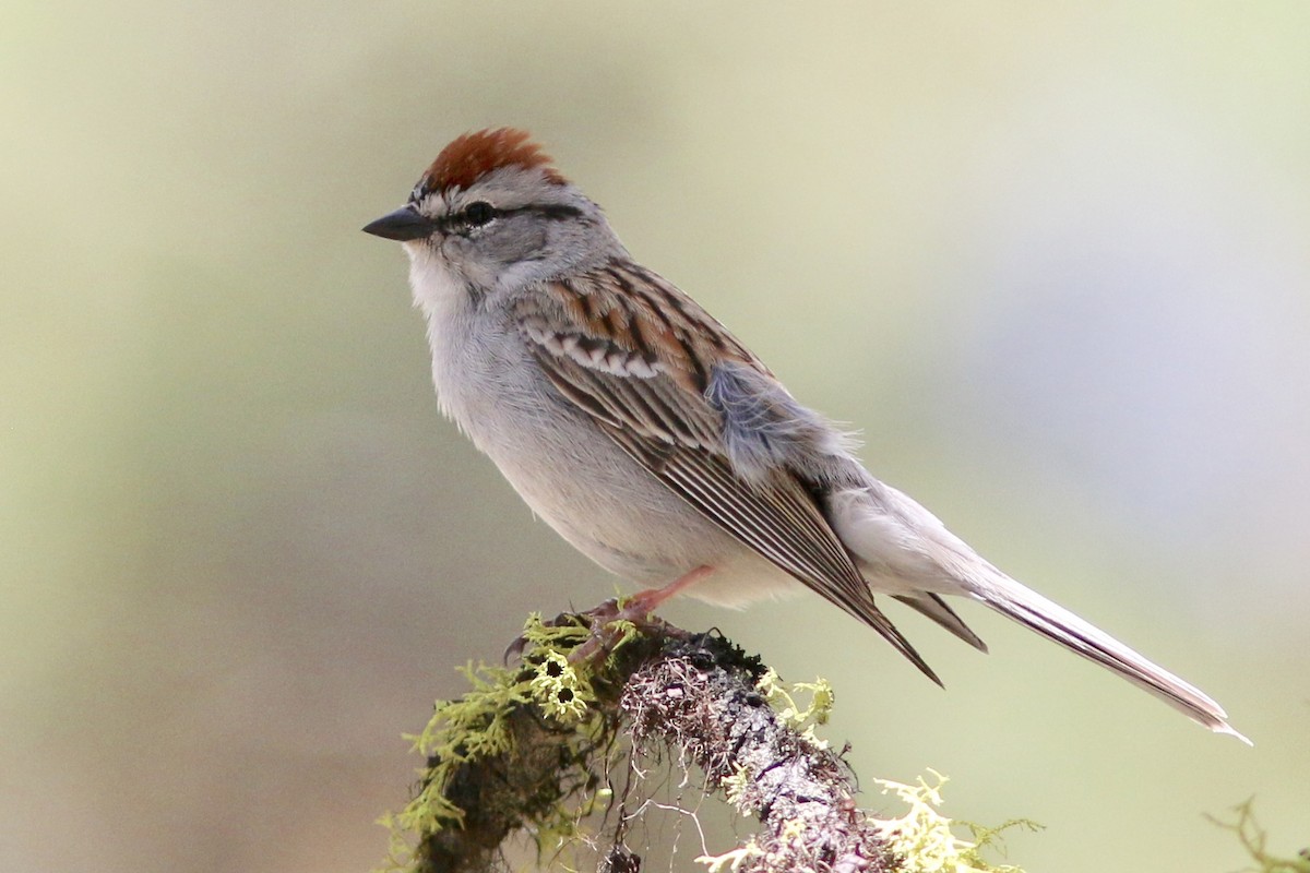 Chipping Sparrow - Russ Morgan