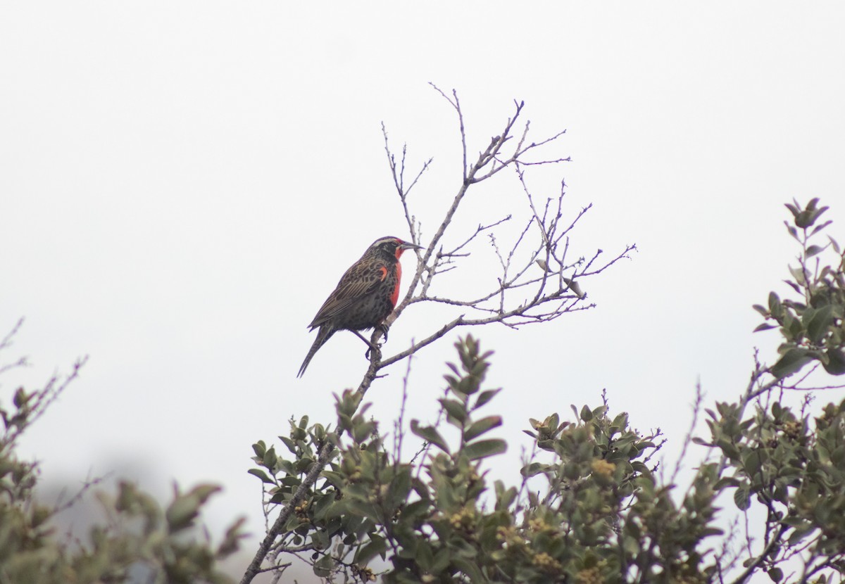 Long-tailed Meadowlark - ML592728701
