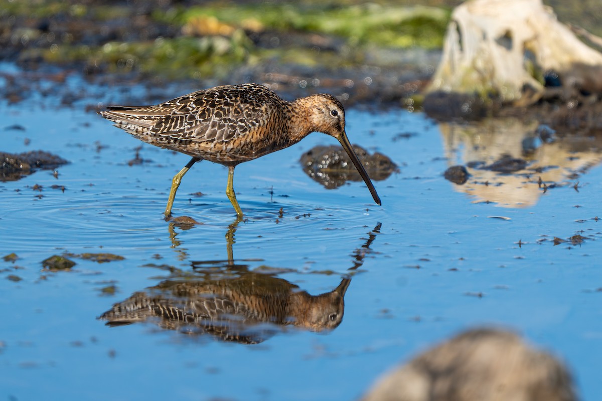 Long-billed Dowitcher - ML592731311