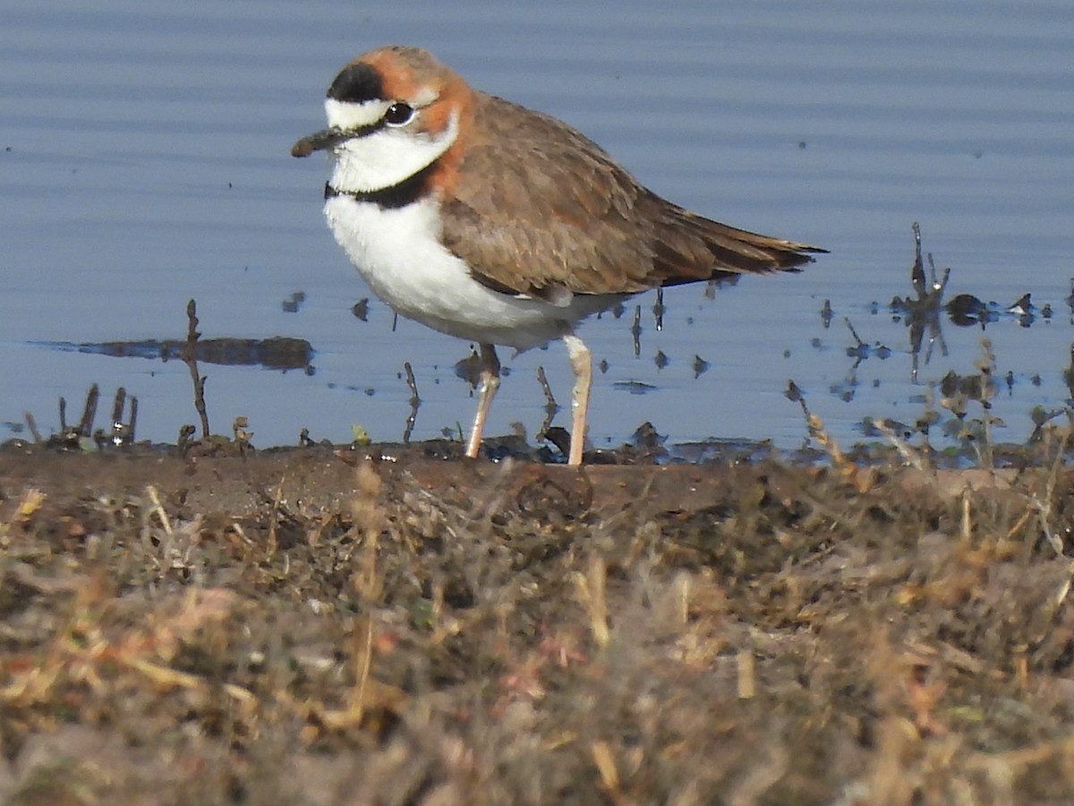 Collared Plover - ML592735251