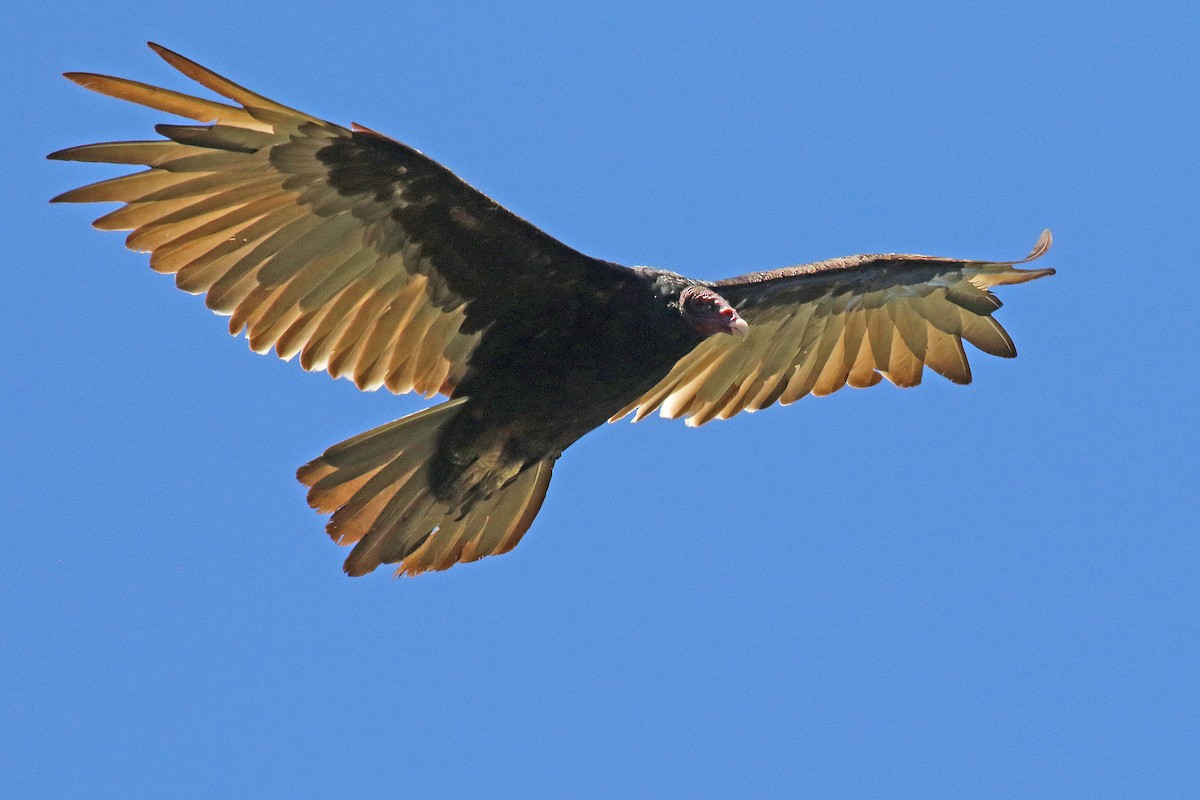 Turkey Vulture - ML592736171