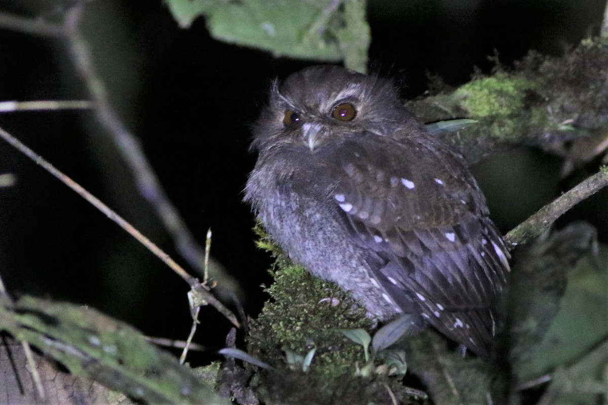 Long-whiskered Owlet - Robert McNab