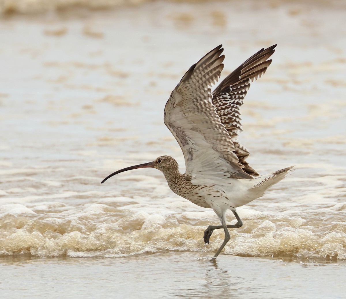 Eurasian Curlew - Dave Bakewell