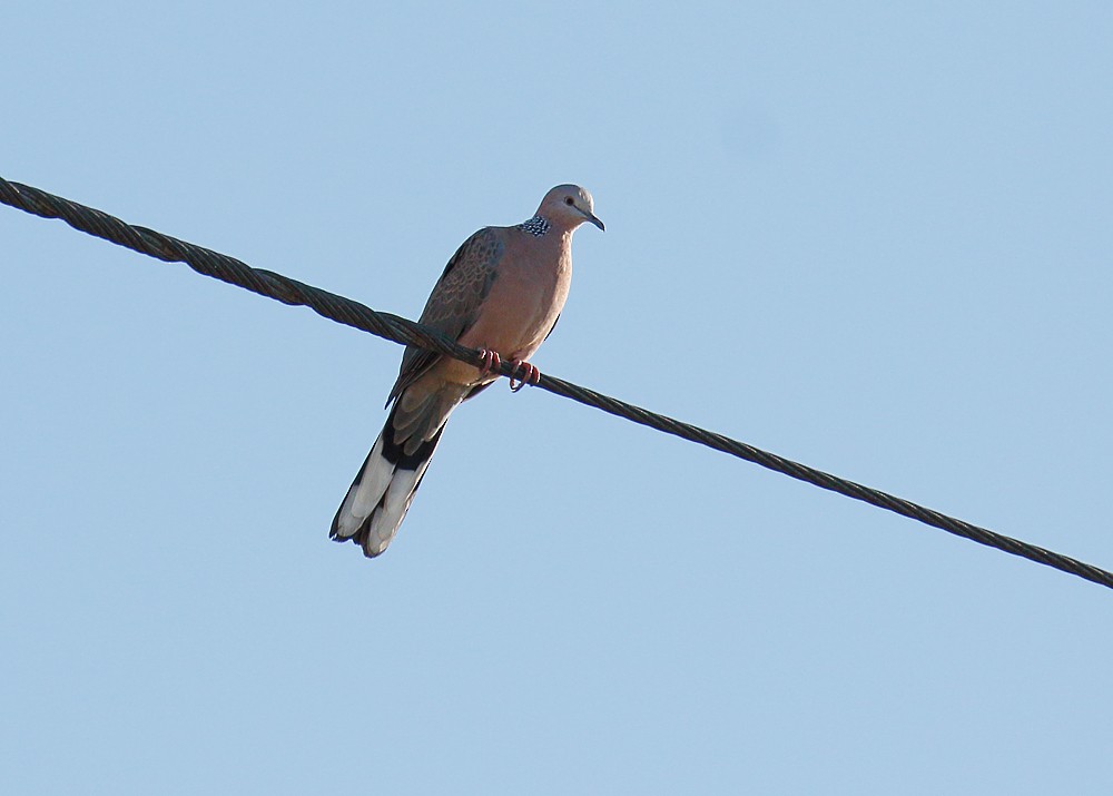 Spotted Dove - ML592738521
